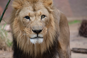 Fototapeta na wymiar Closeup of lion's head