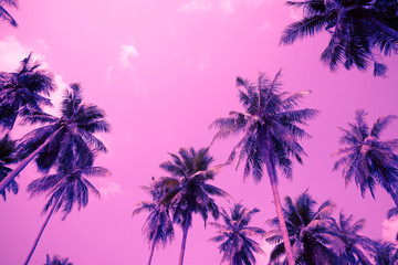 Fototapeta na wymiar Coconut palm trees - Tropical summer beach holiday, Violet fun tone