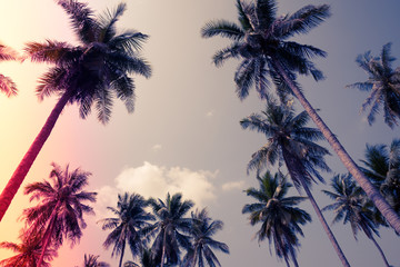 Fototapeta na wymiar Coconut palm trees - Tropical summer beach holiday, Light leak effect