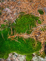 Green moss with spruce needles in the forest of Karelia 