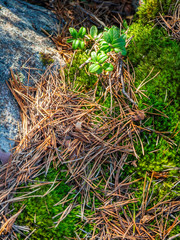 Green moss with spruce needles in the forest of Karelia 