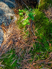 Green moss with spruce needles in the forest of Karelia 