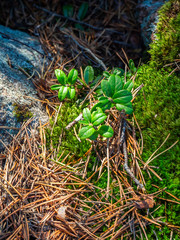 Green moss with spruce needles in the forest of Karelia 