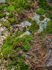 Green moss with spruce needles in the forest of Karelia 