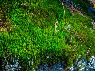Green moss with spruce needles in the forest of Karelia 