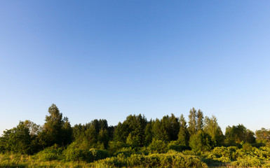 landscape forest