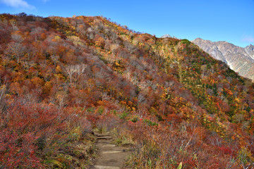 長野県白馬村 秋の五竜岳登山 小遠見山トレッキングコースの紅葉