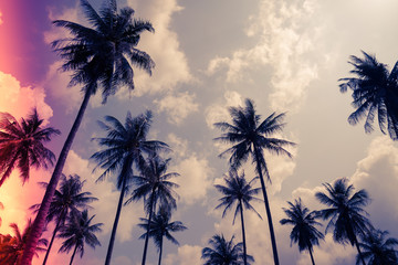 Fototapeta na wymiar Coconut palm trees - Tropical summer beach holiday, Light leak effect