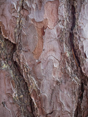 texture of tree bark 