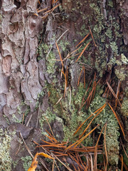 texture of tree bark 