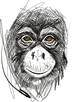 Sketch of monkey face