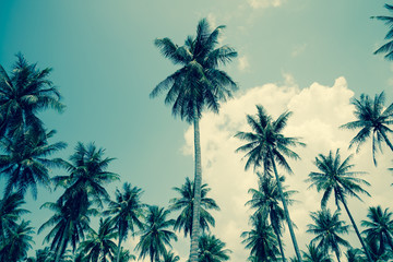 Fototapeta na wymiar Coconut palm trees - Tropical summer breeze holiday, Retro tone
