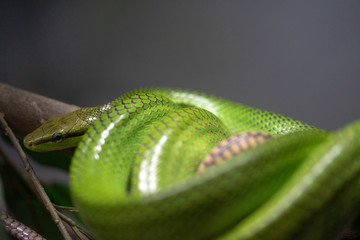 GREEN SNAKE