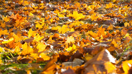 yellow foliage