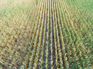 Field of corn, Burnhaupt-le-Bas, Haut-Rhin, Grand Est, France