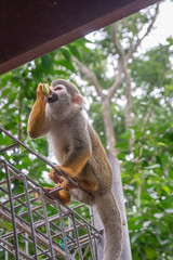 Common Squirrel Monkey (Saimiri sciureus) eating fruit. Selective focus