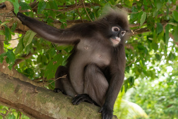 Male dusky leaf monkey sitting on a tree branch in the rainforest of Malaysia. Selective focus