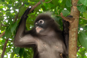 Male dusky leaf monkey sitting on a tree branch in the rainforest of Malaysia. Selective focus