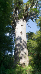 Fototapeta premium The tallest giant kauri tree Tane Mahuta in Waipoua forest, New Zealand
