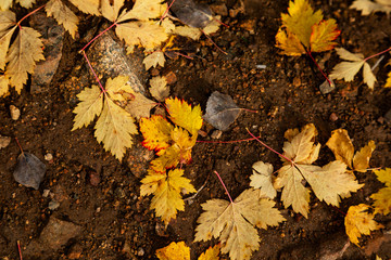 A top view of yellow fallen leaves scattered across the path