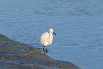 Snowy Egret
