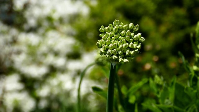 March Flowers in Virginia 