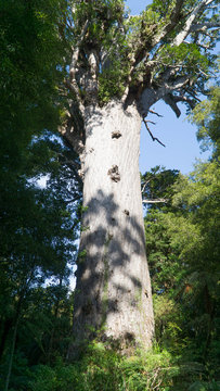 The tallest giant kauri tree Tane Mahuta in Waipoua forest, New Zealand
