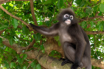 Male dusky leaf monkey sitting on a tree branch in the rainforest of Malaysia. Selective focus