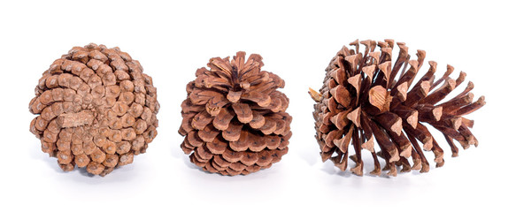 Set of pine cones three different views isolated on white background.