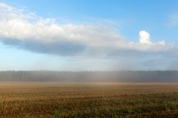 Fototapeta premium fog morning