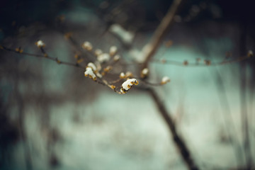 Yellow witchhazel flowers in the winter with snow