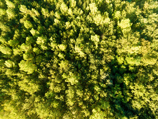 Forest in Villaines-les-Rochers, Indre-et-Loire, Centre-Val de Loire, France