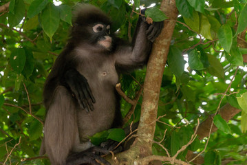 Male dusky leaf monkey sitting on a tree branch in the rainforest of Malaysia. Selective focus