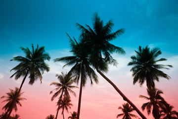 Obraz na płótnie Canvas Coconut palm trees - Tropical summer breeze holiday, Vintage tone effect