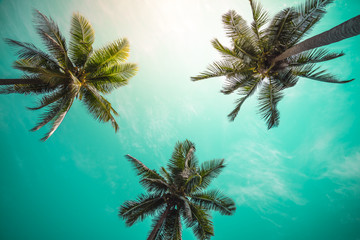 Fototapeta na wymiar Coconut palm trees - Tropical summer beach holiday, Color tone