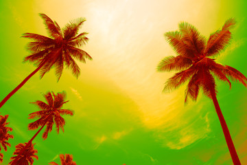 Fototapeta na wymiar Coconut palm trees in sunny day - Tropical aloha summer beach holiday vacation concept, Color tone effect