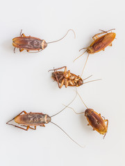 Cockroach on white background, cockroaches group,