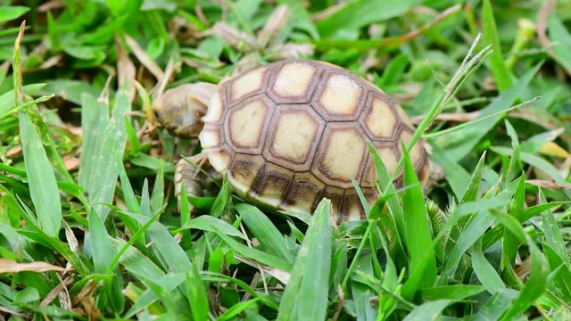 turtles in the Farm