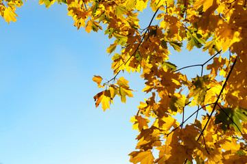 yellowed maple trees in autumn