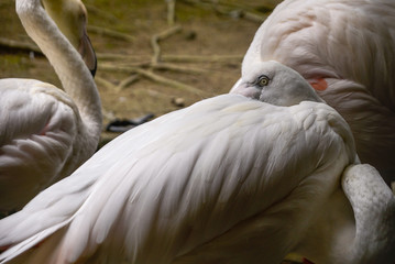 White and pinky Greater Flamingos