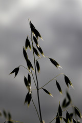 spikelets of oats