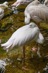White and pinky Greater Flamingos