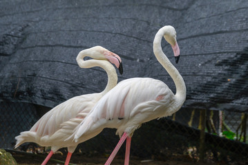 White and pinky Greater Flamingos