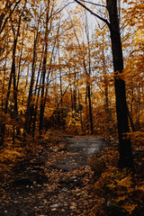 Hiking on Mount-Royal in Montreal during the fall season. Autumn on Mount-Royal.