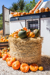 Road side farm stall with pumpkins and gourds displayed on hay bale