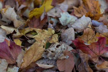 Fall leaves on the ground. 