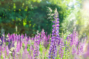 Naklejka premium Lupins in the woods in the morning.