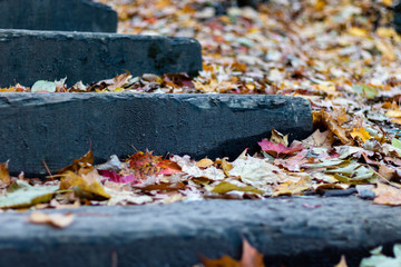 Fall leaves on the ground.  Fall leaves on outdoor stairs. 