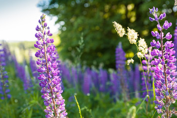 Lupins in the woods in the morning.