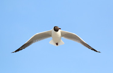 Seagull flying in the blue sky.